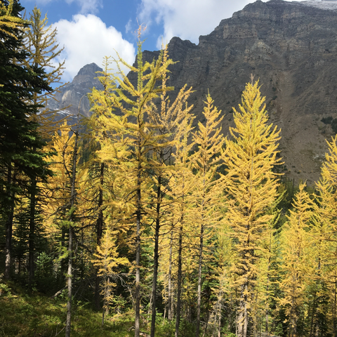 LARCH VALLEY
